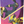 Load image into Gallery viewer, Pokémon TCG: 30th Celebration Battle Deck - Espeon / Umbreon ex

