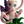 Load image into Gallery viewer, Pokémon TCG: 30th Celebration Mew / Mewtwo Figure Collection (PREORDER)
